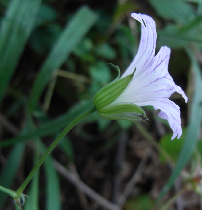 Geranium versicolor / Geranio striato